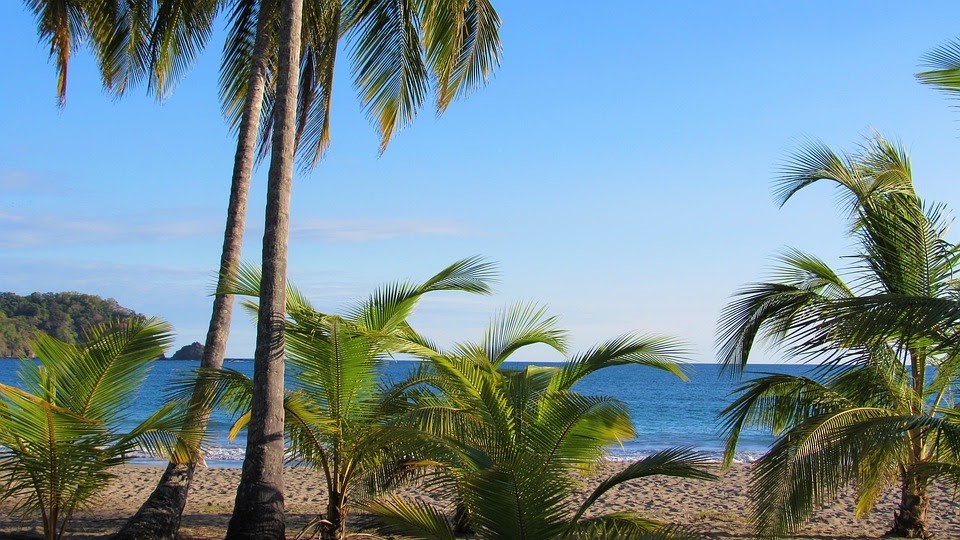 Vue sur la plage avec les palmiers